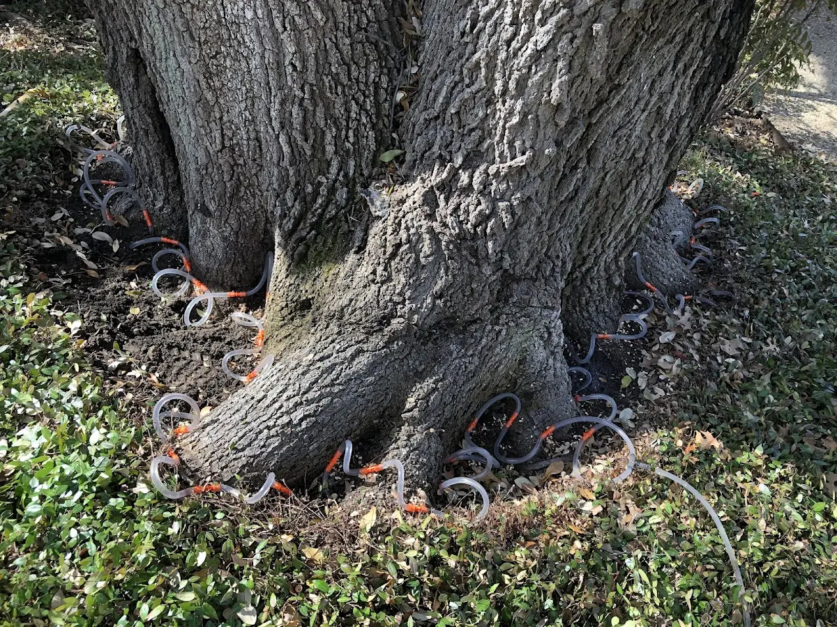 Detailed Tree Cabling and Bracing job site in Reinholds