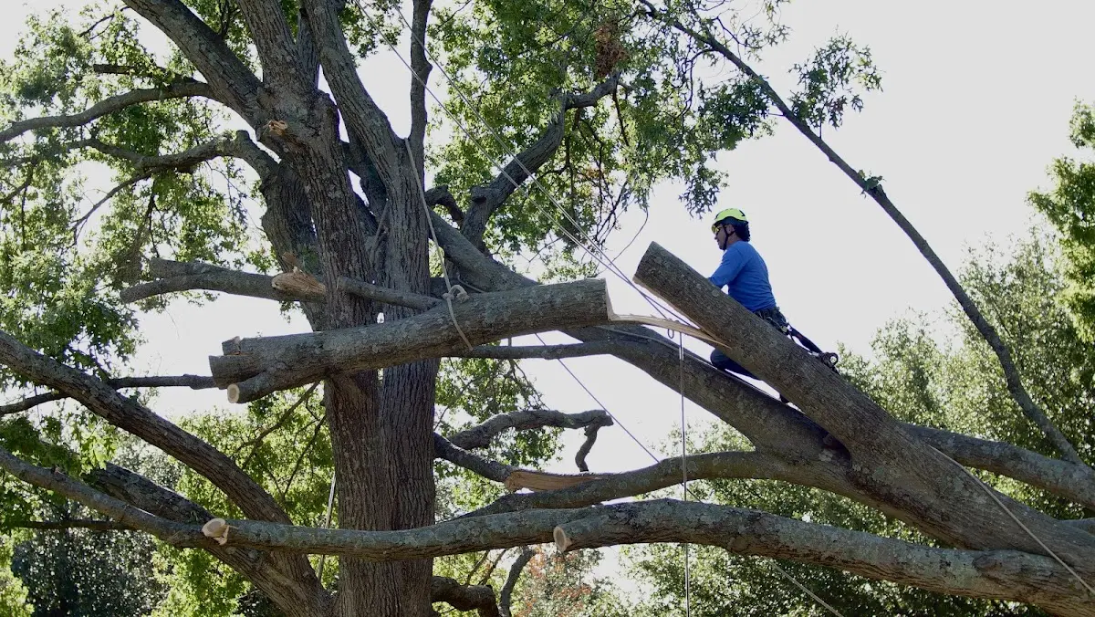 Professional Crown Thinning performed by certified arborists in Reinholds